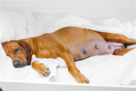 Vaginal Discharge in Dogs: Our Vet Discusses Signs,。